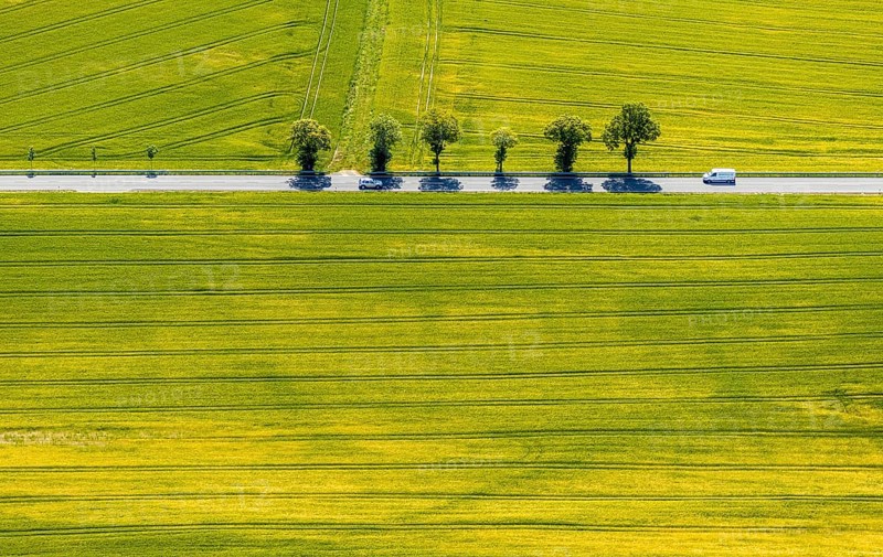 Aerial view, row of trees on country road, federal road 229, Langenholthausen, Balve, Sauerland, North Rhine-Westphalia, Germany, federal road B229, DE, Europe, shapes and colours, green trees, aerial view, aerial photography, aerial photography, overview, bird's-eye view, meadows and fields, birds-eyes view, overview