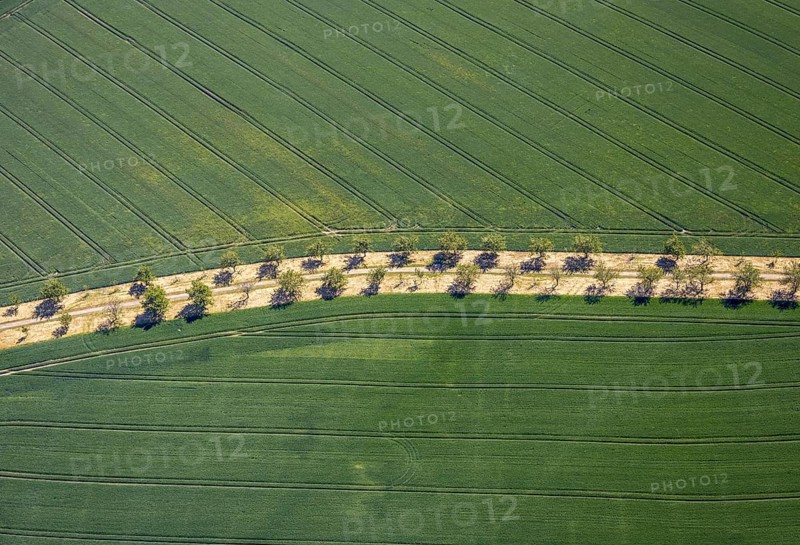 Aerial view, row of trees in the field at Leither Bach, Bochum-Wattenscheid, Ruhr area, North Rhine-Westphalia, Germany, DE, Europe, shapes and colours, green trees, aerial view, aerial photography, aerial photography, overview, bird's eye view, meadows and fields, birds-eyes view, overview, avenue