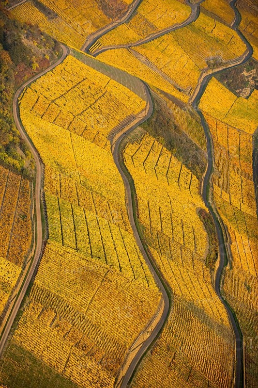 Rhine valley on the left bank of the Rhine with vineyards and autumn leaves, steep vineyards, paths in the vineyard, Boppard, Rhine valley, Rhineland-Palatinate, Germany, Europe, aerial view, birds-eyes view, aerial photography, aerial photography, overview, bird's eye view
