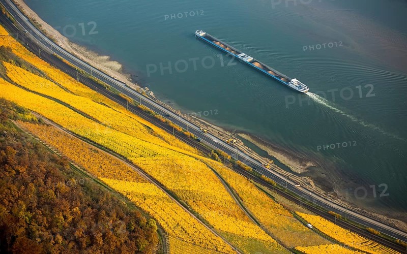 Rhine valley on the left bank of the Rhine with vineyards and autumn leaves, steep vineyards, paths in the vineyard, Boppard, Rhine valley, Rhineland-Palatinate, Germany, Europe, aerial view, birds-eyes view, aerial photography, aerial photography, overview, bird's eye view