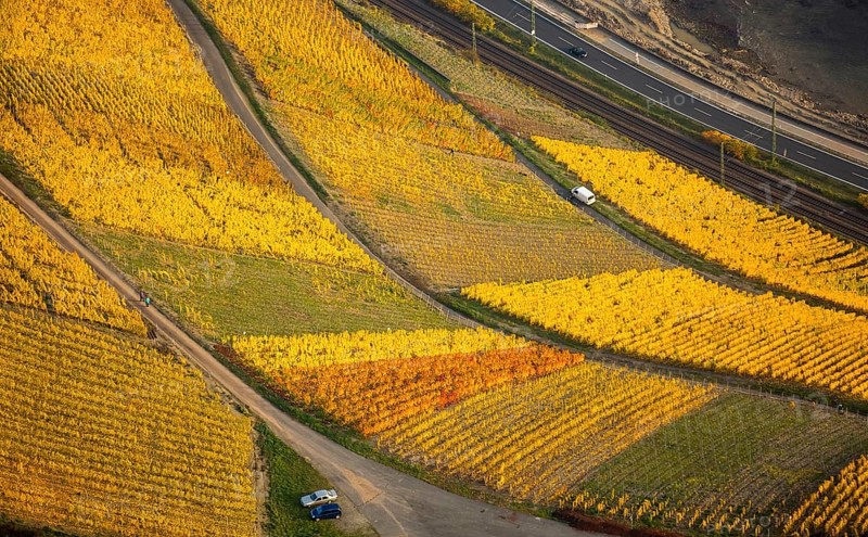 Rhine valley on the left bank of the Rhine with vineyards and autumn leaves, steep vineyards, paths in the vineyard, Boppard, Rhine valley, Rhineland-Palatinate, Germany, Europe, aerial view, birds-eyes view, aerial photography, aerial photography, overview, bird's eye view