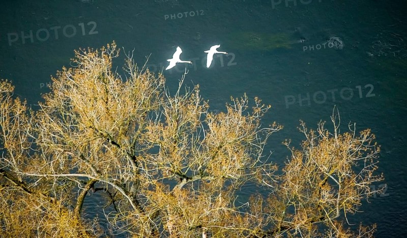 Aerial view, swans in flight over the river Ruhr, Volmarstein, weather, Ruhr area, North Rhine-Westphalia, Germany, DE, Europe, aerial view, aerial photography, aerial photography, nature, animals, overview, bird's-eye view, overview