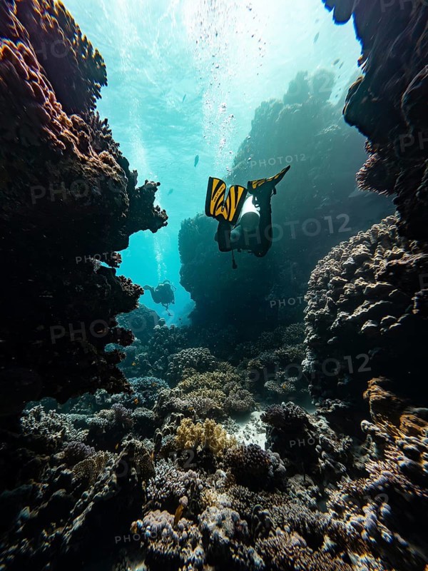 Scuba, diving, red sea, diver, canyon, underwater, landscape