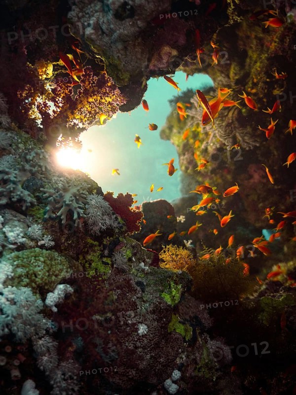 Red Sea, underwater, scuba, coral reef, Egypt, Hurghada, clear water, habitat, ecosystem, bannerfish, hole, sun, sunshine