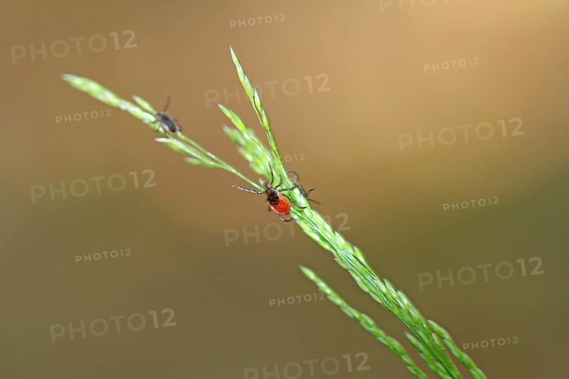 Ticks on the blade of grass. Danger in the bush and garden