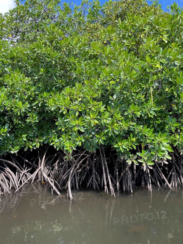 Stilt mangrove (Rhizophora stylosa) stands in lagoon of island in Western Pacific, Pacific Ocean, Yap Island, Yap State, Caroline Islands, Federated States of Micronesia FSM, Australia, Oceania