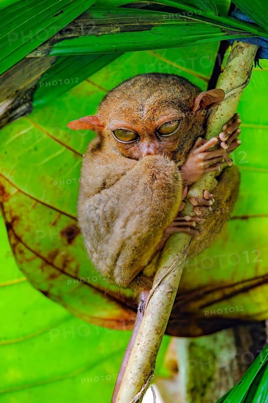 Nocturnal Philippine tarsier (Carlito syrichta), synonym tarsier sitting in sleeping tree, dry-nosed monkey, primate, carnivore, Bohol, Visayas, Philippines
