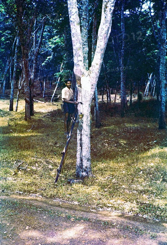 Male rubber tapper standing on ladder next to tree, Malaya, Malaysia, south east Asia 1963