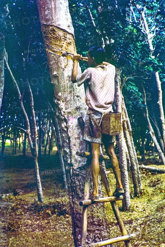 Male rubber tapper cutting tree truck to release flow of latex standing on ladder, Malaya, Malaysia, south east Asia 1963