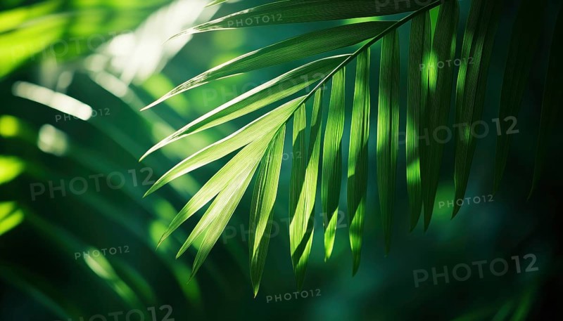 Tropical Palm Leaf And Shadows: Exotic Abstract Natural Green Lushness With Dark Tones, Ideal For Wallpaper And Relaxing Nature Inspiraation, AI generated