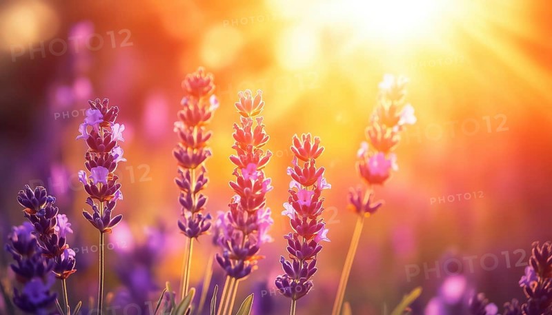 Close-Up Of A Lavender Field Bathed In Sunlight Under An Orange-Gold Sky, With Artistic Sun Rays Creating A Zen And Peaceful Atmosphere. Bright Floral Garden From A Low Point Of View Showcases An Idyllic Display Of Summer Flowers, Evoking Romantic Love And Happy Blooms, AI generated