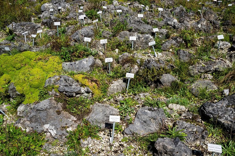 Rock garden with vegetables and herbs, botanical garden Münster, North Rhine-Westphalia, Germany