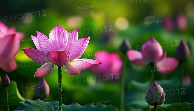 Continuous Bloom Of Lotus Flower: A Never-Ending Display Of Beauty And Elegance. Lotus Flower In Constant Bloom: Endless Beauty Unfolding. Blooming Lotus Flower: A Continuous Display Of Grace And Splendor, AI generated