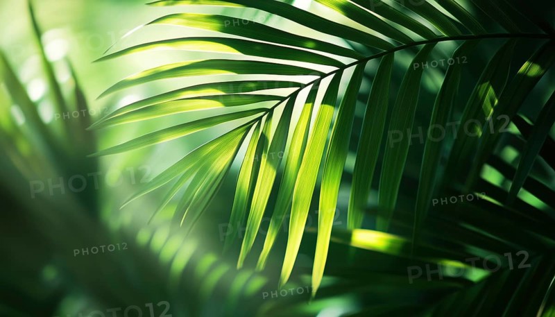 Exotic Abstract Natural Green Lush Tropical Palm Leaf Closeup With Shadows In Dark Tone - Inspirational Summer Foliage Wallpaper For Relaxation, AI generated
