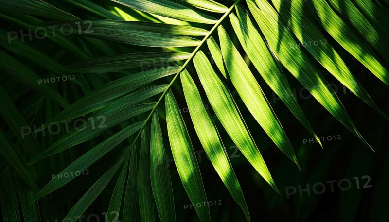 Tropical Palm Leaf And Shadows: Exotic Abstract Green Lush In Dark Tone With Sunshine Garden Park Plant Summer Foliage Panoramic Wallpaper. Inspiring Relaxing Nature, AI generated