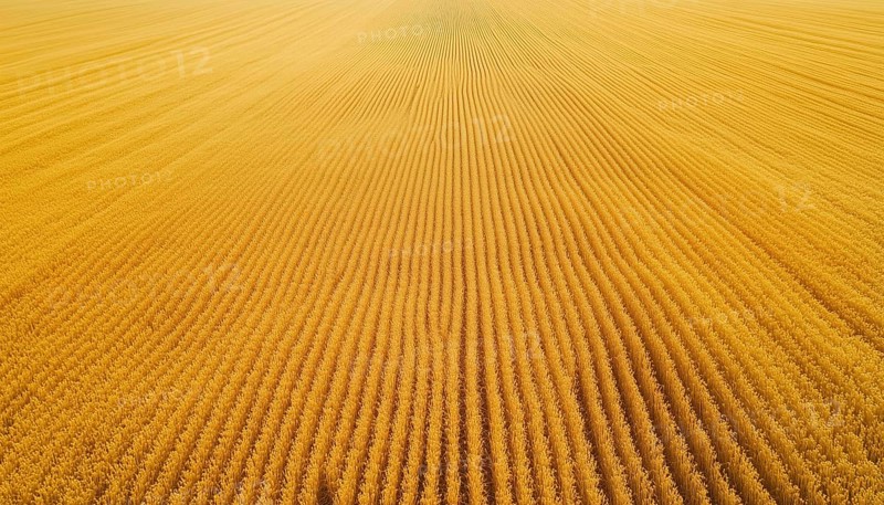 Lush Golden Grain Fields: A Stunning Aerial View Of Ripened Wheat, Flourishing Crops, And Blooming Rapeseed Flowers In An Agricultural Landscape, AI generated