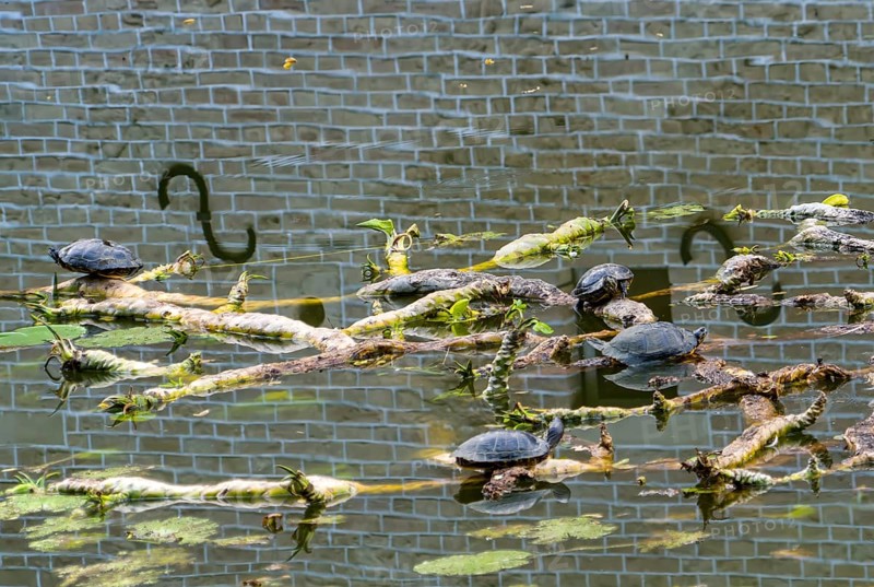 European pond turtle also called European pond terrapin or European pond tortoise, (Emys orbicularis), Senden Castle, Senden, North Rhine-Westphalia, Germany