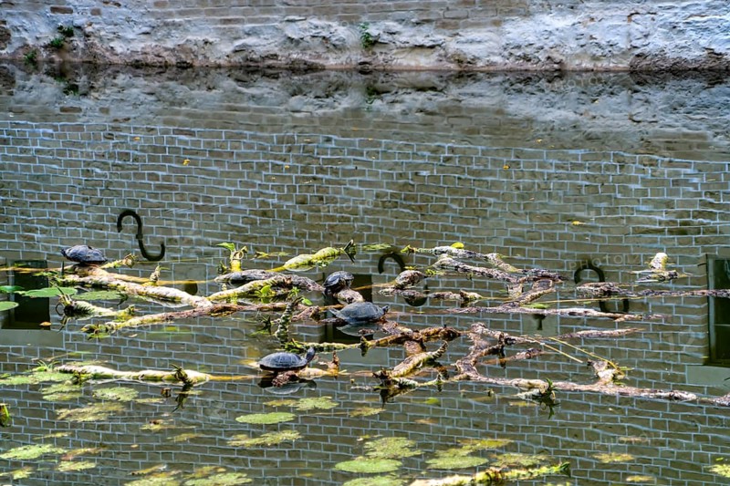 European pond turtle also called European pond terrapin or European pond tortoise, (Emys orbicularis), Senden Castle, Senden, North Rhine-Westphalia, Germany