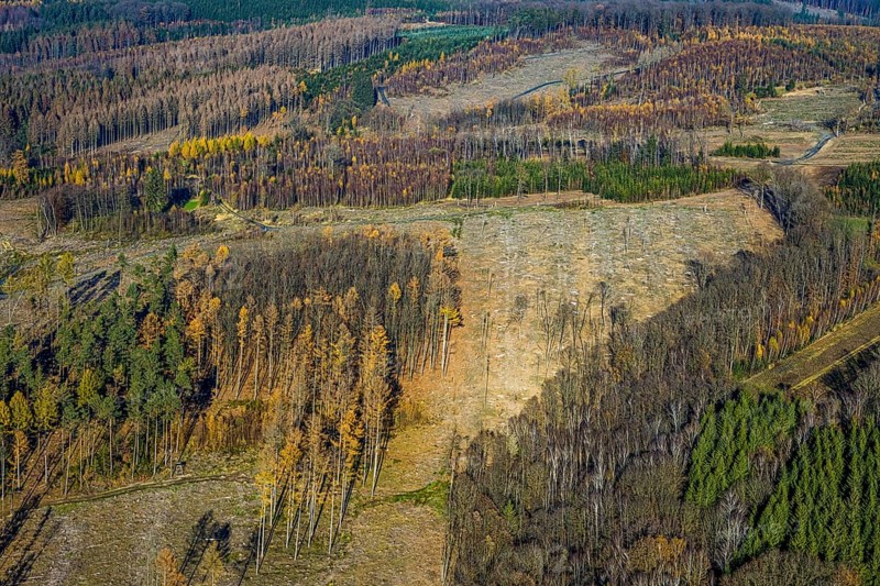 Aerial view, alder groves north of Amecke landscape conservation area, forest area with forest damage in the Amecke district of Sundern, Sauerland, North Rhine-Westphalia, Germany, tree mortality, bark beetle damage, bark beetle plague, DE, Europe, spruce mortality, clear-cutting, aerial photograph, aerial photography, aerial photography, nature reserve, Sundern, overview, bird's eye view, forest, forest damage, forest dieback, birds-eyes view, overview