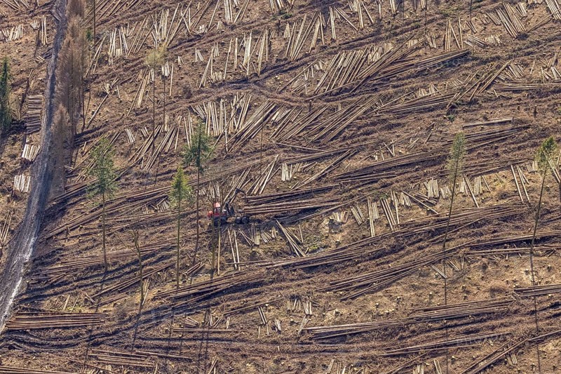 Aerial view, forest damage in forest area with harvester near Hellefeld, Westenfeld, Sundern, Sauerland, North Rhine-Westphalia, Germany, tree mortality, DE, Europe, shapes and colours, harvester, timber harvesting machine, timber harvester, crane harvester, aerial view, aerial photography, aerial photography, overview, bird's-eye view, forest, forest area, forest damage, forest dieback, forest harvester, birds-eyes view, overview, spruce dieback, bark beetle plague, bark beetle damage, dead spruce, spruce clear-cut, clear-cutting, damaged wood