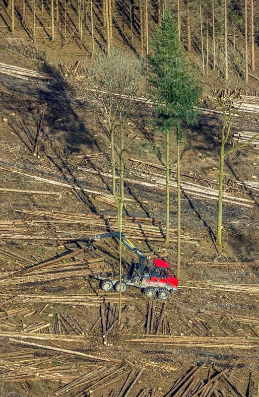 Aerial view, forest damage in forest area with harvester near Hellefeld, Westenfeld, Sundern, Sauerland, North Rhine-Westphalia, Germany, tree mortality, DE, Europe, harvester, timber harvesting machine, timber harvester, crane harvester, aerial view, aerial photography, aerial photography, overview, bird's-eye view, forest, forest area, forest damage, forest dieback, forest harvester, birds-eyes view, overview, spruce dieback, bark beetle plague, bark beetle damage, dead spruce, spruce clear-cut, clear-cutting, damaged wood