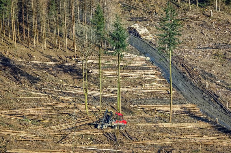 Aerial view, forest damage in forest area with harvester near Hellefeld, Westenfeld, Sundern, Sauerland, North Rhine-Westphalia, Germany, tree mortality, DE, Europe, harvester, timber harvesting machine, timber harvester, crane harvester, aerial view, aerial photography, aerial photography, overview, bird's-eye view, forest, forest area, forest damage, forest dieback, forest harvester, birds-eyes view, overview, spruce dieback, bark beetle plague, bark beetle damage, dead spruce, spruce clear-cut, clear-cutting, damaged wood