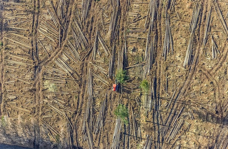 Aerial view, forest damage in forest area with harvester near Hellefeld, Westenfeld, Sundern, Sauerland, North Rhine-Westphalia, Germany, tree mortality, DE, Europe, shapes and colours, harvester, timber harvesting machine, timber harvester, crane harvester, aerial view, aerial photography, aerial photography, overview, bird's-eye view, forest, forest area, forest damage, forest dieback, forest harvester, birds-eyes view, overview, spruce dieback, bark beetle plague, bark beetle damage, dead spruce, spruce clear-cut, clear-cutting, damaged wood