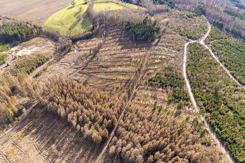 Aerial view, forest damage in forest area with harvester near Hellefeld, Westenfeld, Sundern, Sauerland, North Rhine-Westphalia, Germany, tree mortality, DE, Europe, shapes and colours, harvester, timber harvesting machine, timber harvester, crane harvester, aerial view, aerial photography, aerial photography, overview, bird's-eye view, forest, forest area, forest damage, forest dieback, forest harvester, birds-eyes view, overview, spruce dieback, bark beetle plague, bark beetle damage, dead spruce, spruce clear-cut, clear-cutting, damaged wood