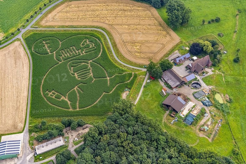 Benedikt Lünemann conjures up a maize labyrinth in his field every year. It is usually socially critical or political motifs. This year, it is a person with mouth and nose protection receiving a vaccination. The farmer's appeal: Get vaccinated against Corona!, Cappenberg, Selm, Ruhr area, North Rhine-Westphalia, Germany, DE, Europe, aerial photo, birds-eyes view, aerial photography, aerial photography, overview, bird's eye view