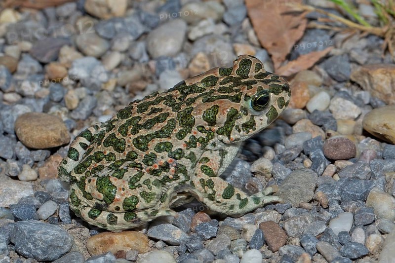 Green toad sitting on stones looking right, Lake Neusiedl, Burgenland, Austria