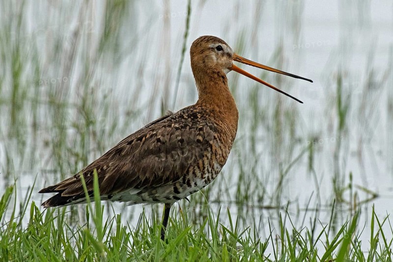 Black-tailed godwit with open beak standing at the water's edge with green stalks looking right, Lake Neusiedl, Burgenland, Austria