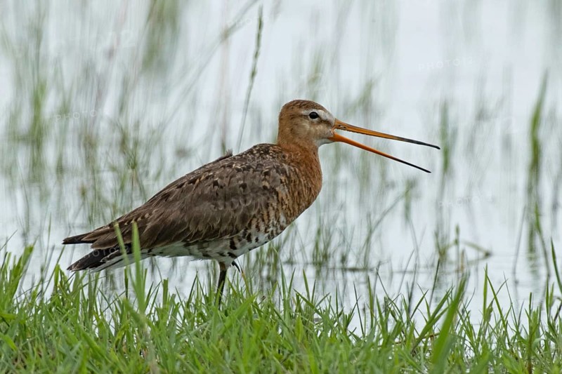 Black-tailed godwit with open beak standing at the water's edge with green stalks looking right, Lake Neusiedl, Burgenland, Austria