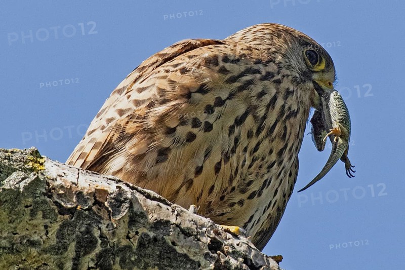 Kestrel female with lizard in beak standing on tree trunk looking right in front of blue sky, Lake Neusiedl, Burgenland, Austria