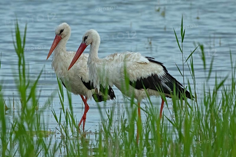 White stork two birds standing at the water's edge with green plants looking left, Lake Neusiedl, Burgenland, Austria