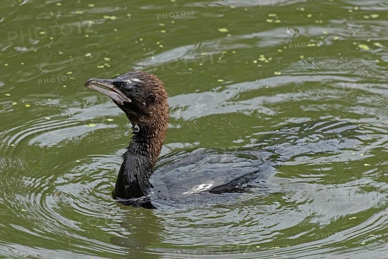 Pygmy Cormorant swimming in water looking left, Lake Neusiedl, Burgenland, Austria