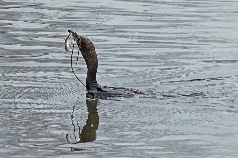Pygmy Cormorant with fish in beak swimming in water looking left, Lake Neusiedl, Burgenland, Austria