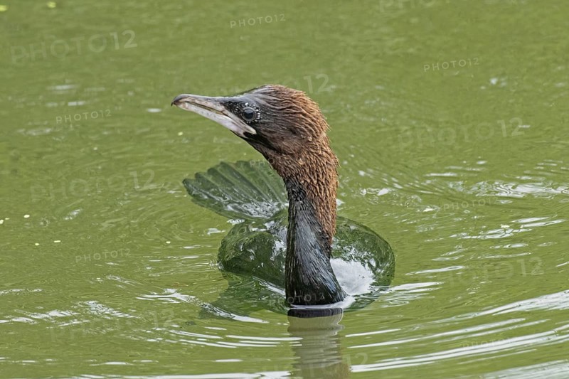 Pygmy Cormorant swimming in water looking from the front left, Lake Neusiedl, Burgenland, Austria