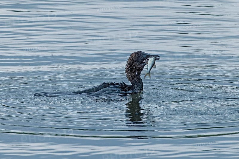 Pygmy Cormorant with fish in beak swimming in water looking right, Lake Neusiedl, Burgenland, Austria
