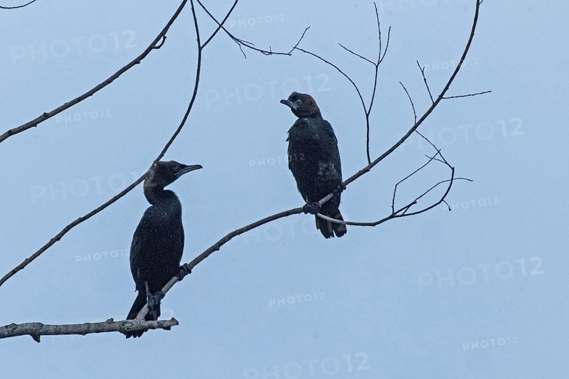 Pygmy Cormorant two birds sitting on branches looking differently from the front in front of blue sky, Lake Neusiedl, Burgenland, Austria