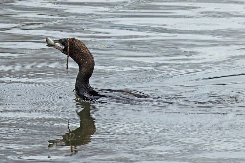 Pygmy Cormorant with fish in beak swimming in water looking left, Lake Neusiedl, Burgenland, Austria