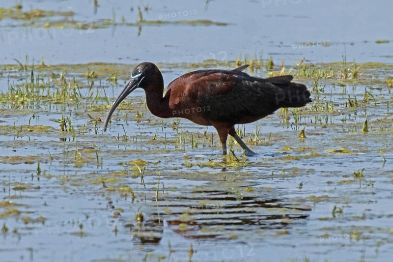 Glossy ibis with reflection in water with reflection standing looking left, Lake Neusiedl, Burgenland, Austria