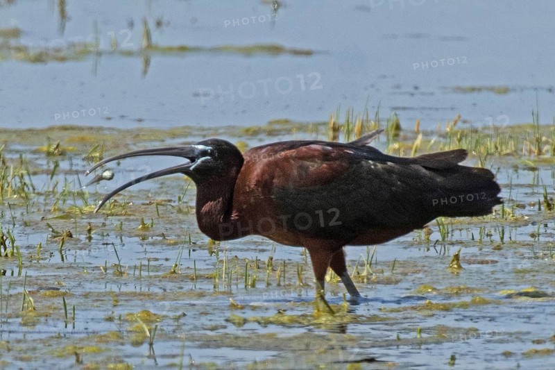 Glossy ibis with food in open beak standing in water looking left, Lake Neusiedl, Burgenland, Austria