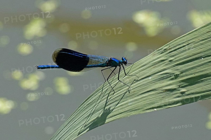 Blue-winged damselfly male with closed wings sitting on green stalk looking right, Lake Neusiedl, Burgenland, Austria