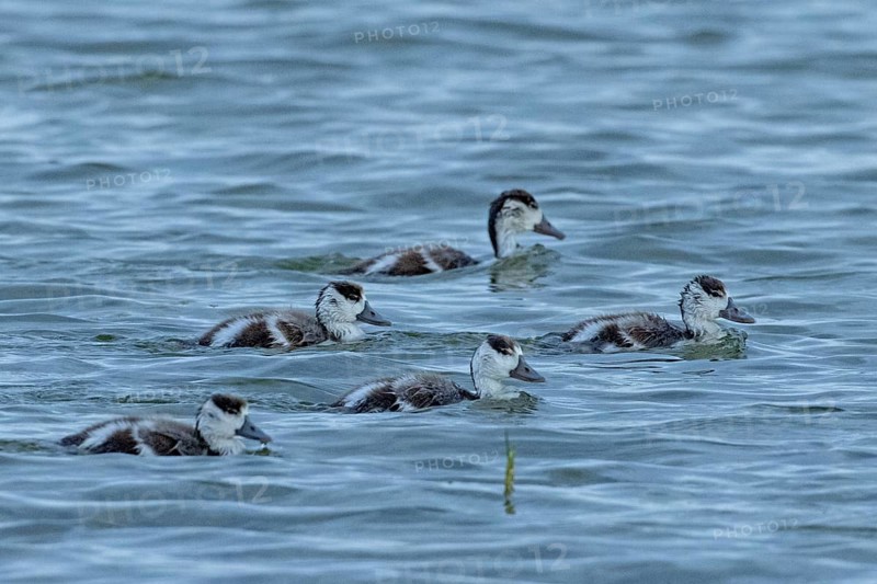 Shelduck five young birds swimming side by side in water on the right, Lake Neusiedl, Burgenland, Austria