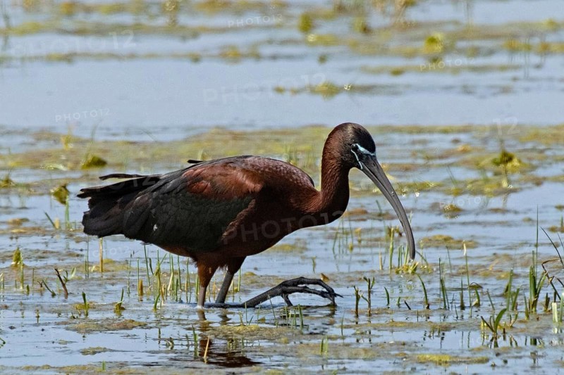 Glossy ibis walking in water looking right, Lake Neusiedl, Burgenland, Austria