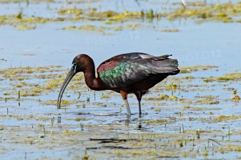 Glossy ibis standing in water looking down left, Lake Neusiedl, Burgenland, Austria