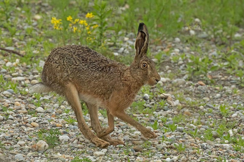 Brown hare jumping on gravel with green plants, looking right, Lake Neusiedl, Burgenland, Austria