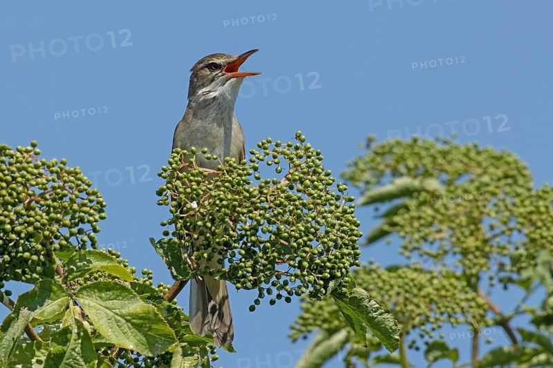 Great Reed Warbler with open beak sitting on branch with green leaves and green fruits singing from front right looking in front of blue sky, Lake Neusiedl, Burgenland, Austria