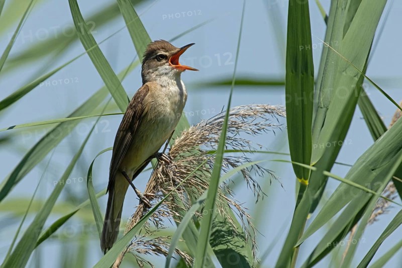 Great Reed Warbler with open beak sitting on reed frond between green leaves singing right looking in front of blue sky, Lake Neusiedl, Burgenland, Austria