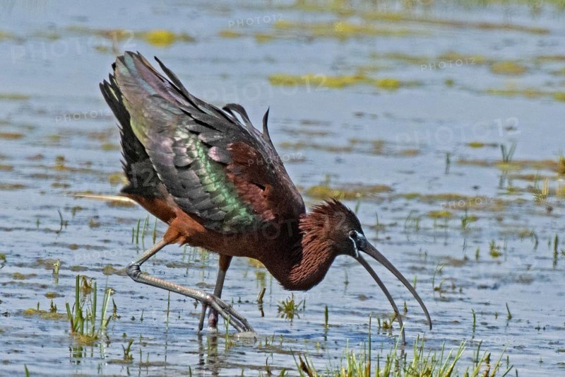 Glossy ibis with open beak and spread plumage standing in water looking right, Lake Neusiedl, Burgenland, Austria